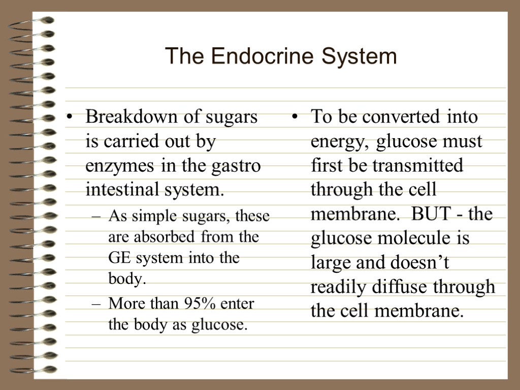 The Endocrine System Breakdown of sugars is carried out by enzymes in the gastro